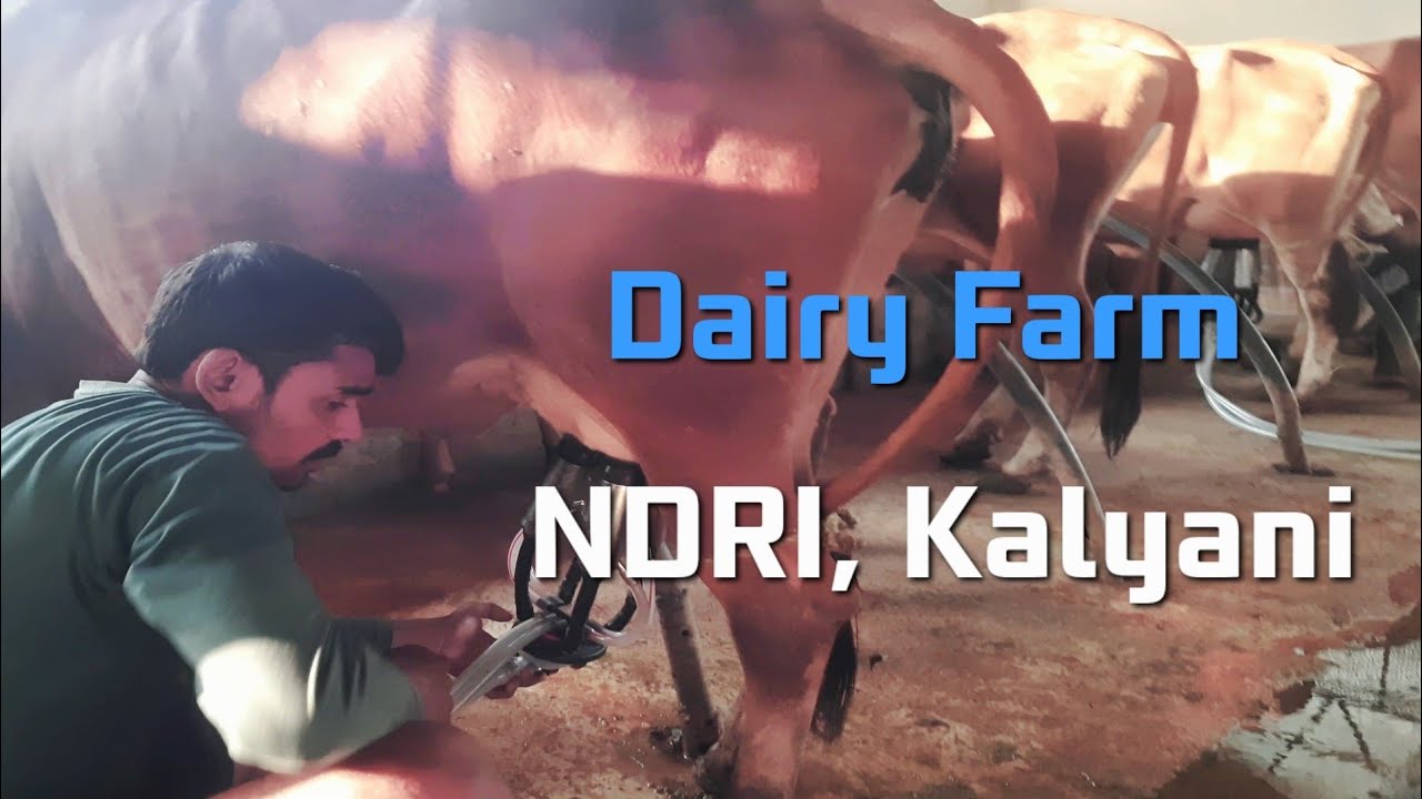 NDRI Kalyani | National Dairy Research Institute | Modern Dairy Farm