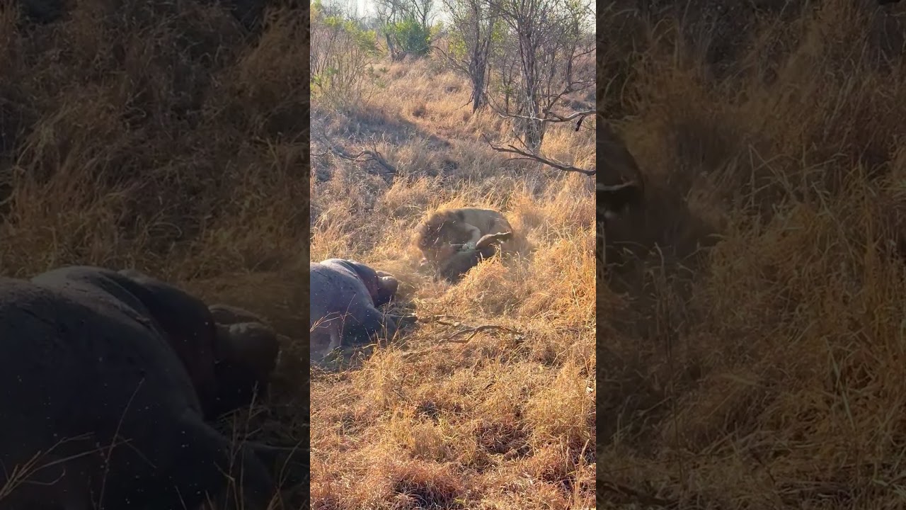 Hyenas Distracted By Eating a Hippo Get Ambushed By Lion