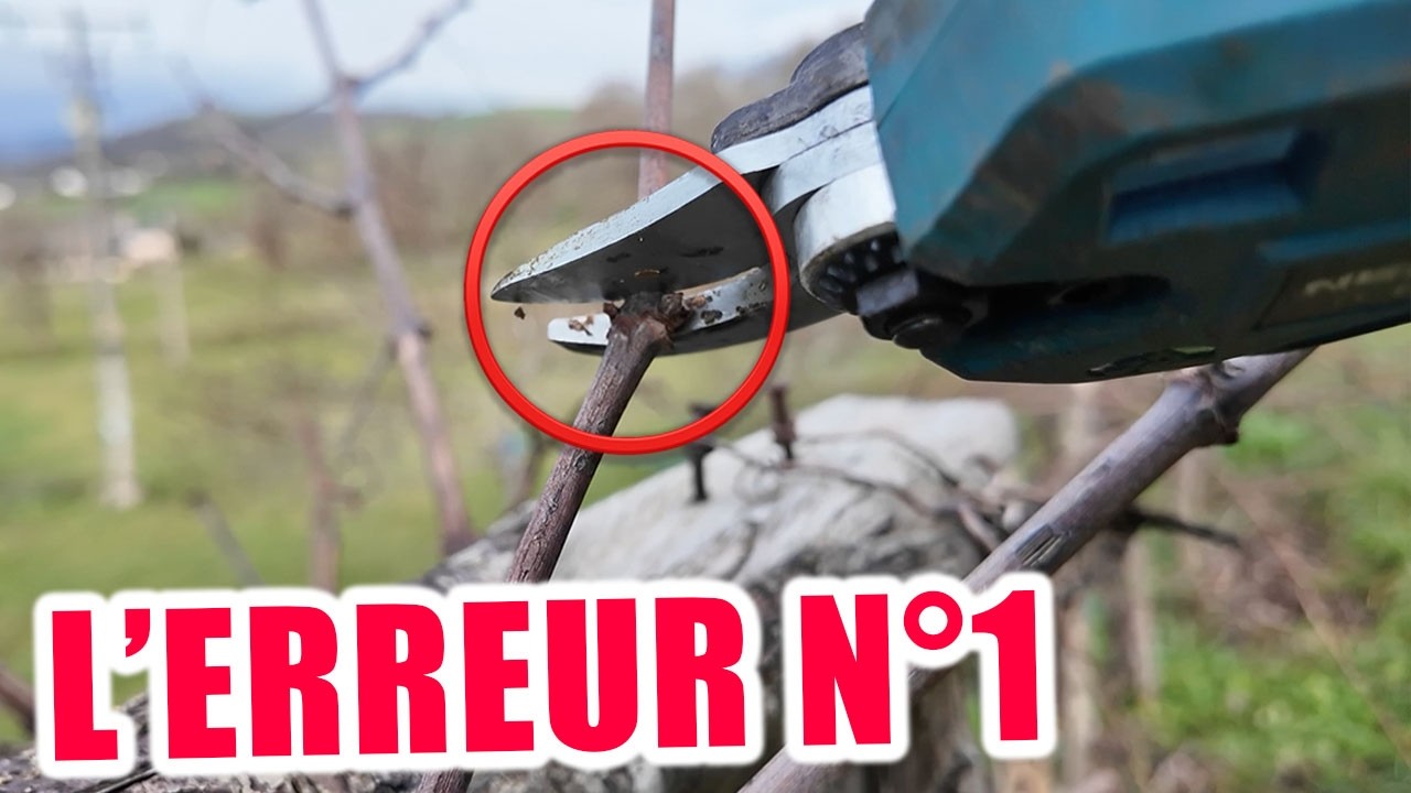 Comment Tailler une Vigne Correctement? et les ERRREURS à FUIR !!