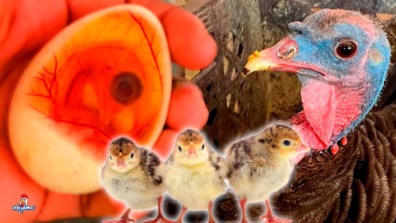 Mira los Pavitos dentro del Huevo 😱 Ovoscopia a Huevos de Pavo 🦃