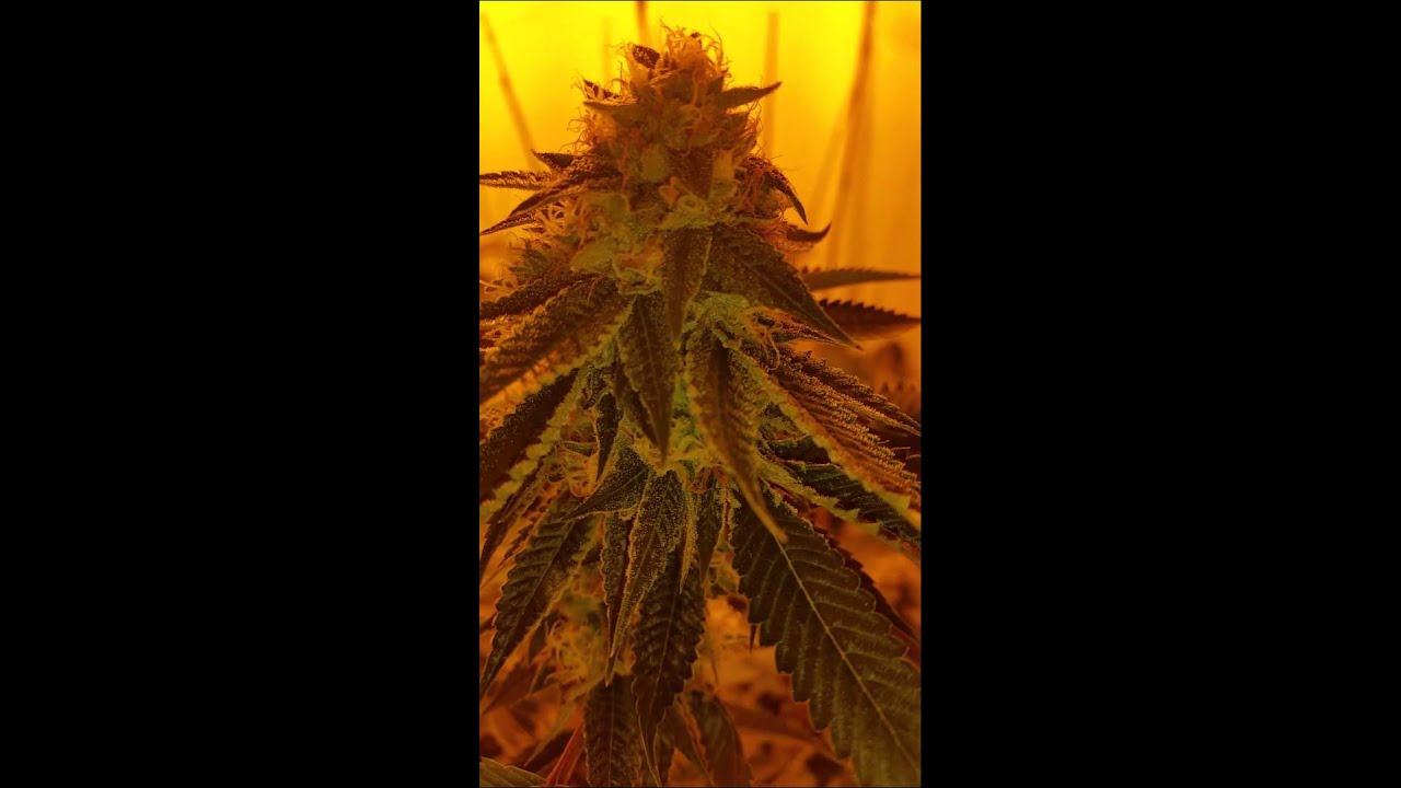 True platinum og close  up