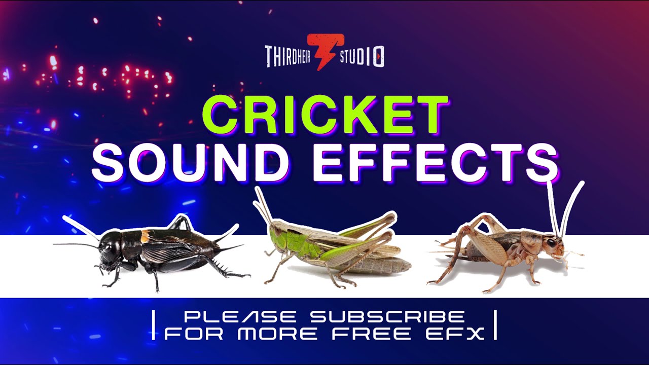 Cricket Sound | Night Ambient Sounds | 100% FREE Sound Effects | Royalty Free