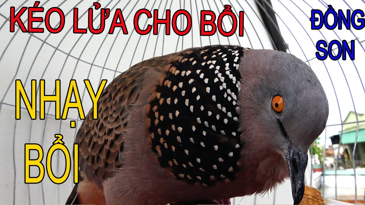 Cu Gáy Giọng Hạp Bổi ĐỦ BÀI (GỌI +THÚC + GÙ)Kích Bổi Nhanh Nổi.Chim Cu Gáy.Cu Đất Gáy.cu cườm   076