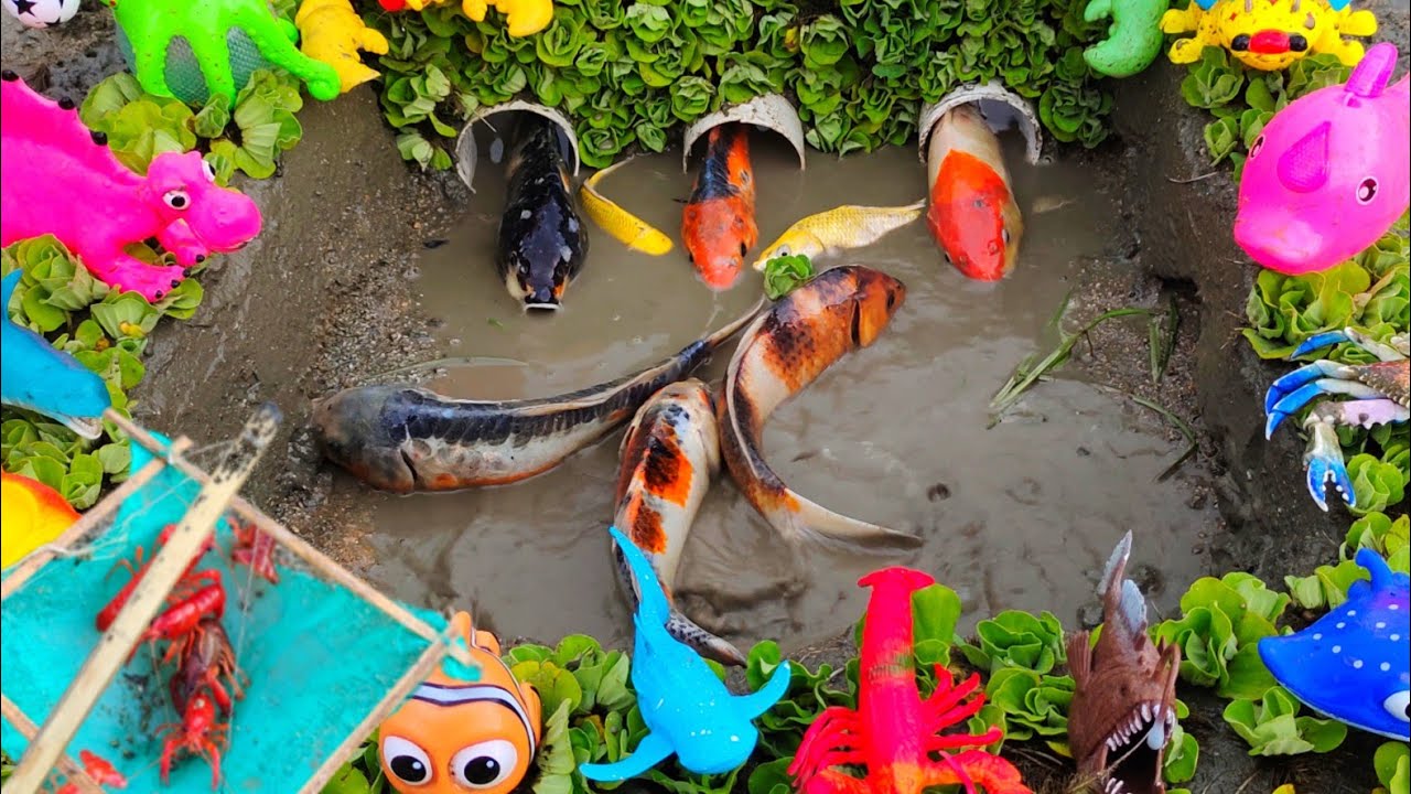 Find ornamental fish traps, goldfish, koi fish, betta fish, channa fish, lobsters, turtles, sharks