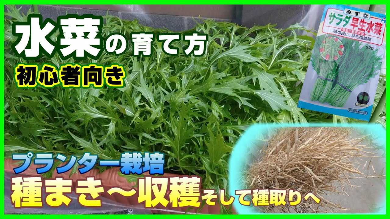 #61 周年栽培可能！意外と栄養もある初心者向け水菜の育て方～種まきから収穫そして種取りへ～（説明付き）【プランター】【早生千筋京水菜】