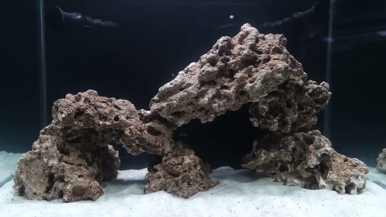 WEEKAQUA #Z400Sea led seawater ligth@AcuaVlogs  video🐠#weekaqua #saltwatertank #coral