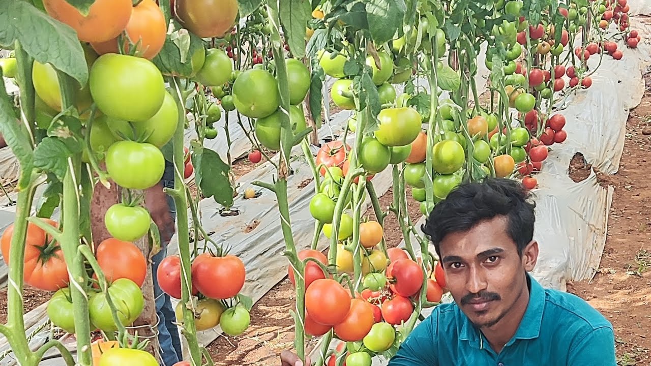 BAYER seminis SVTD8323 Tomato variety Tamilnadu Hosur /3251/1057/0843