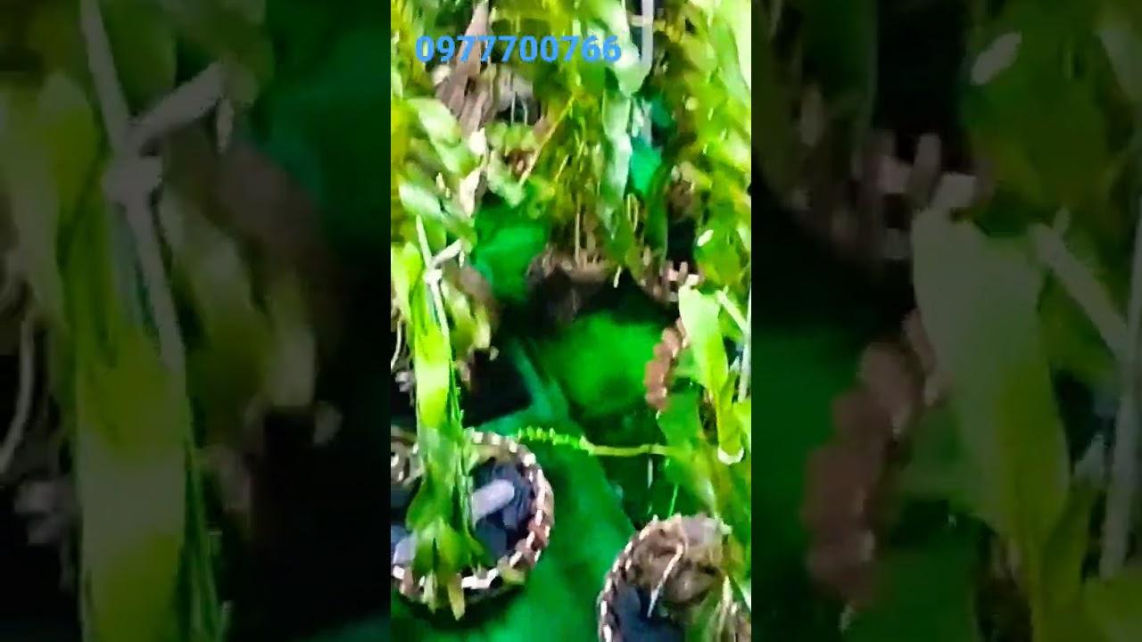 quế c&aacute;c loại 0977700766
