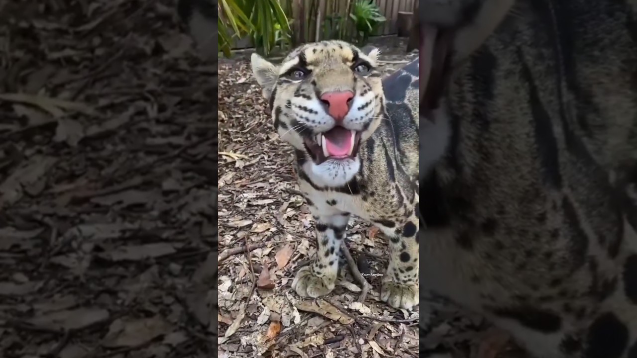 Clouded Leopard Unbelievable Animal..  #wildlife #wildanimals
