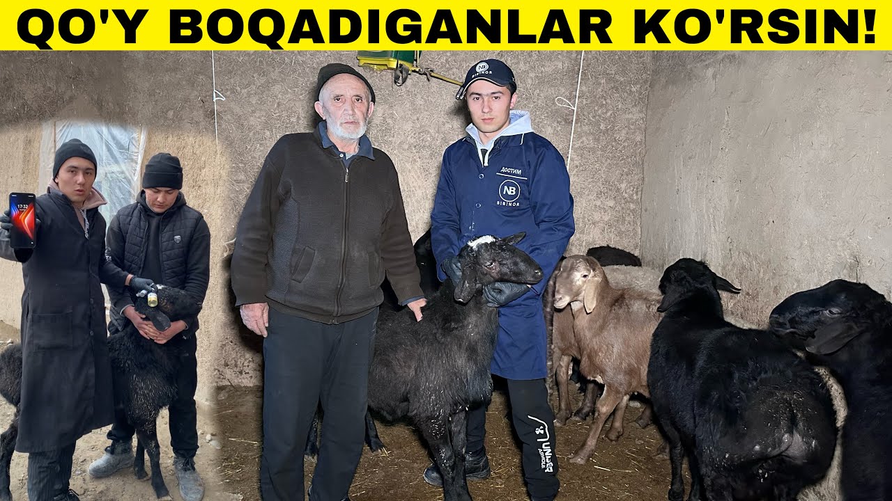 Мана Исботи! Иммунопаразитан Даволашдан Олдинги Ва Кейинги Холати! #qoyboqish #2025 #molboqish
