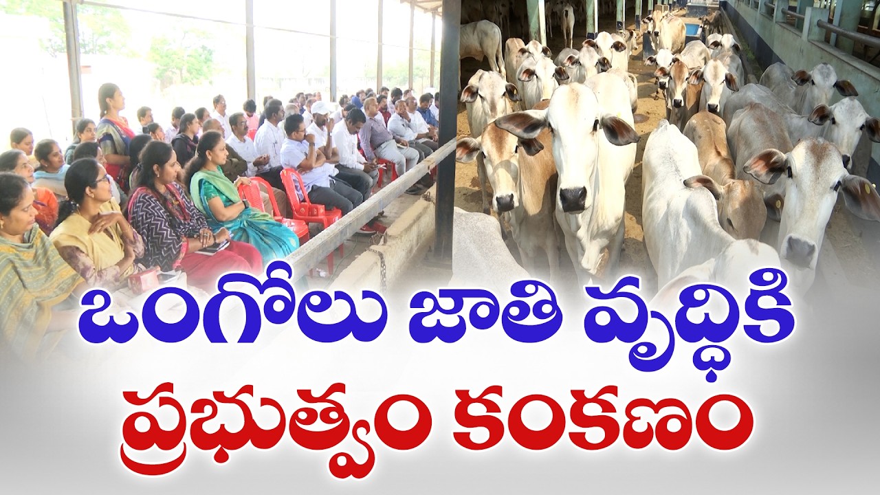 ఒంగోలు జాతి పరిరక్షణకు ప్రభుత్వం కంకణం | Government Steps Up Efforts to Protect Ongole Cattle Breed