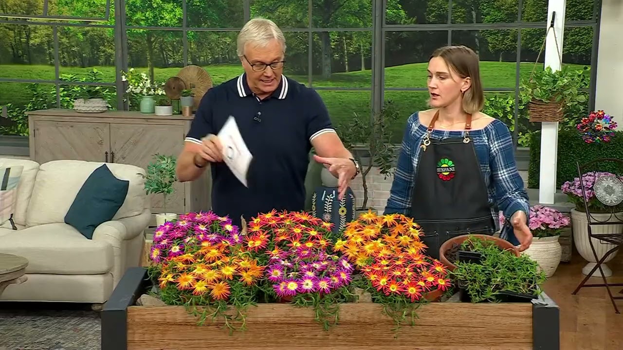 Roberta's 6pc Ocean Sunset Series Ice Plant Live Plants on QVC