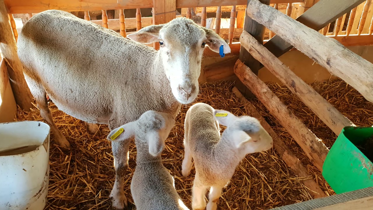 Lamtyd / Lambing Season 2021