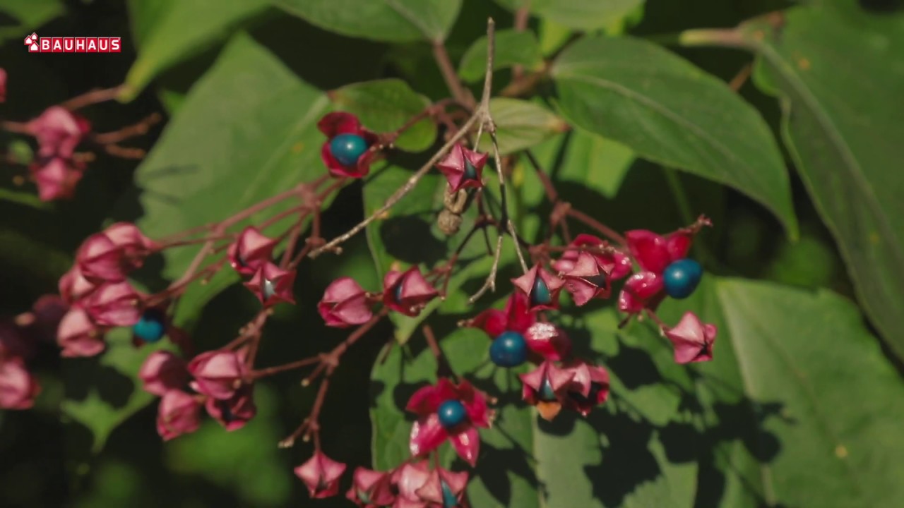 Škola vrtlarstva - predivni klerodendron