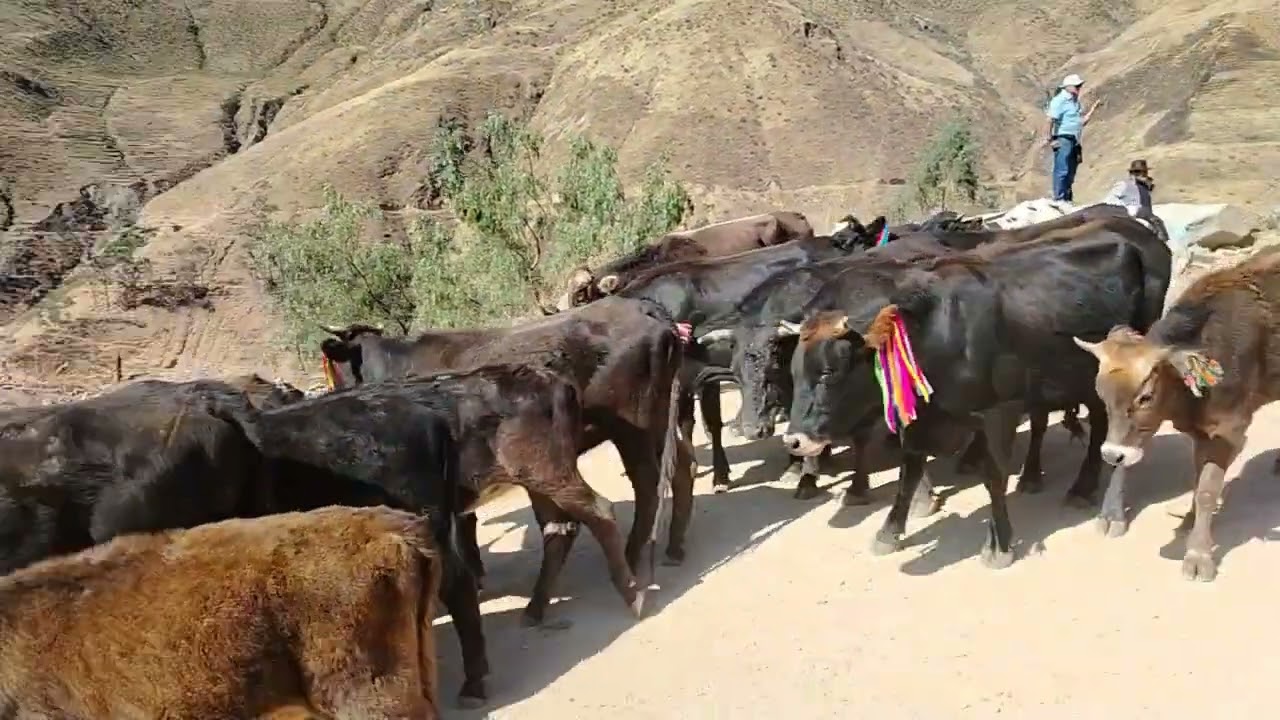 HERRANZA HUANGASCAR 👍 YAUYOS 🇵🇪 2do día. 2024