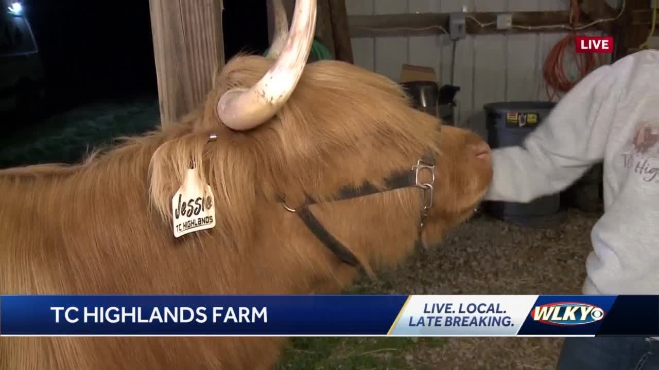 Scottish Highland Cattle steal the show at Kentucky farm