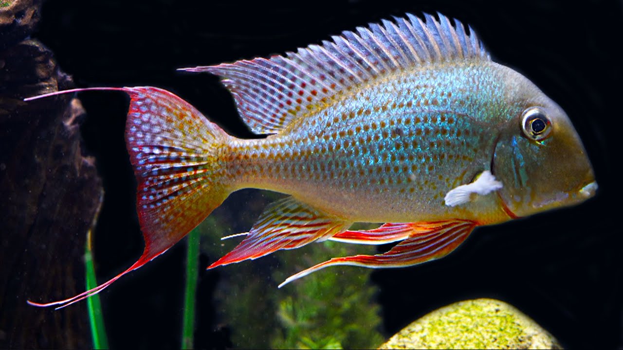 The Ultimate Centerpiece Fish: Geophagus altifrons Care and Breeding