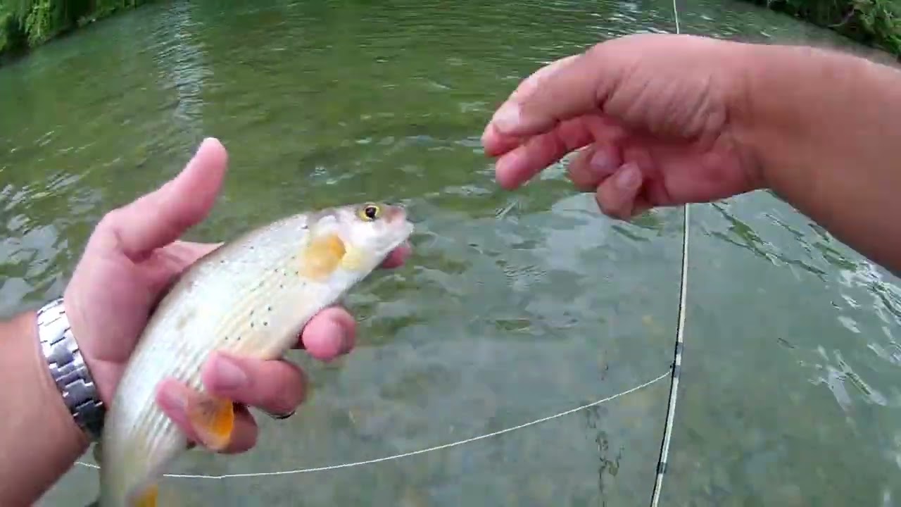 Fly Fishing (Reka Lim-plav) lov Lipljena suvom muvom