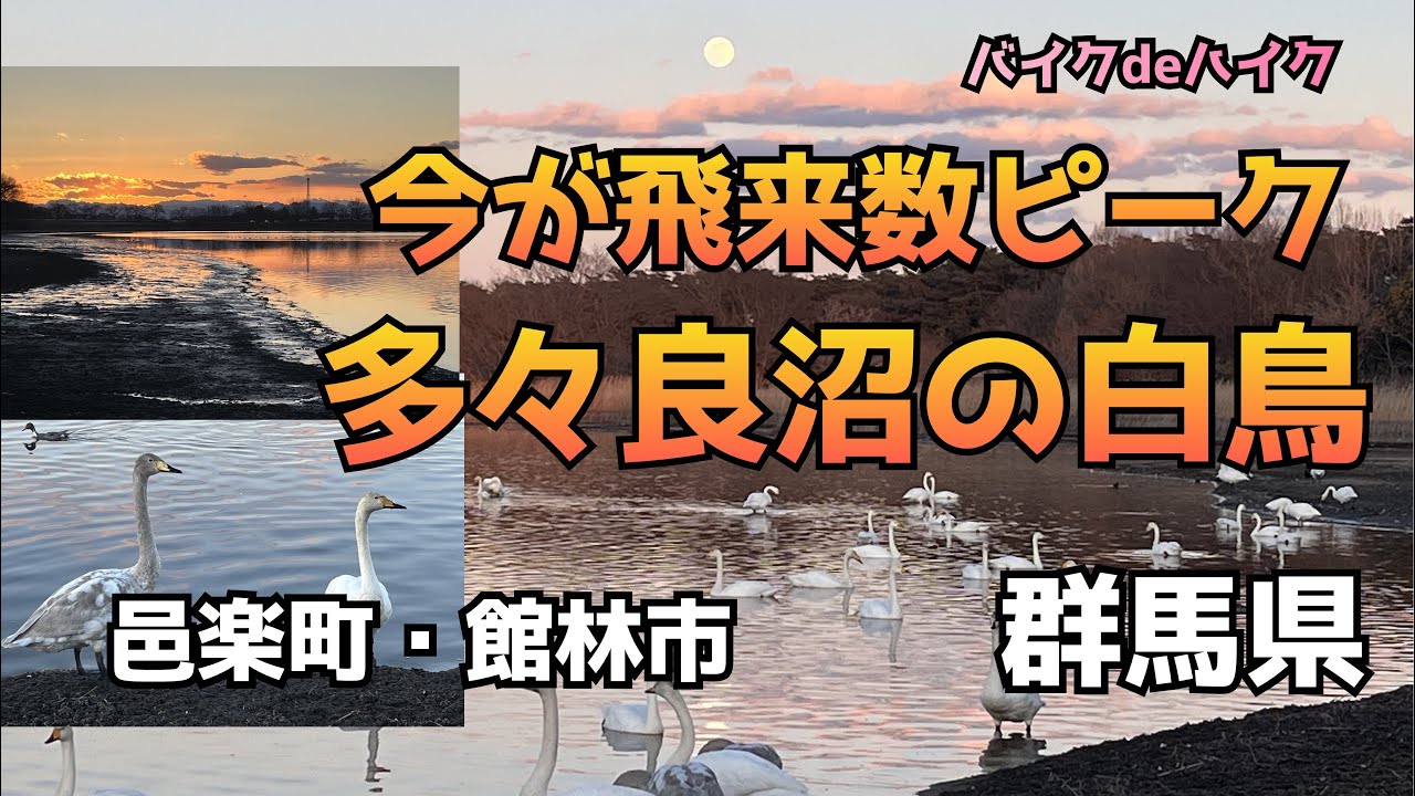 バイクdeハイク■夕日の多々良沼＆白鳥ツー◆多々良沼散歩は機動力のあるバイクがお勧め！