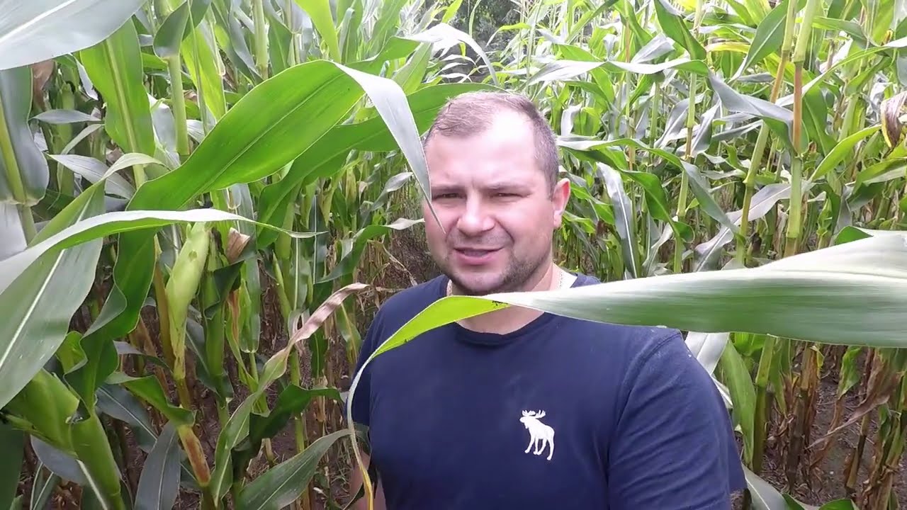 Przegląd poletek kukurydzy