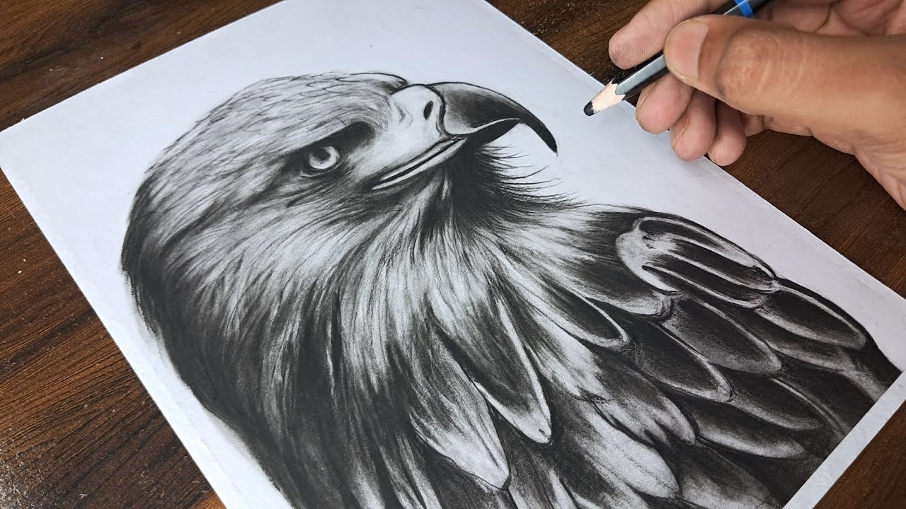 Eagle Realistic Sketch | Sketch | Outline | Part-2 | Drawing |