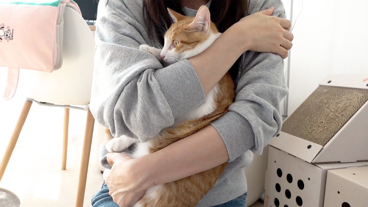 고양이 복막염이 재발했어요..