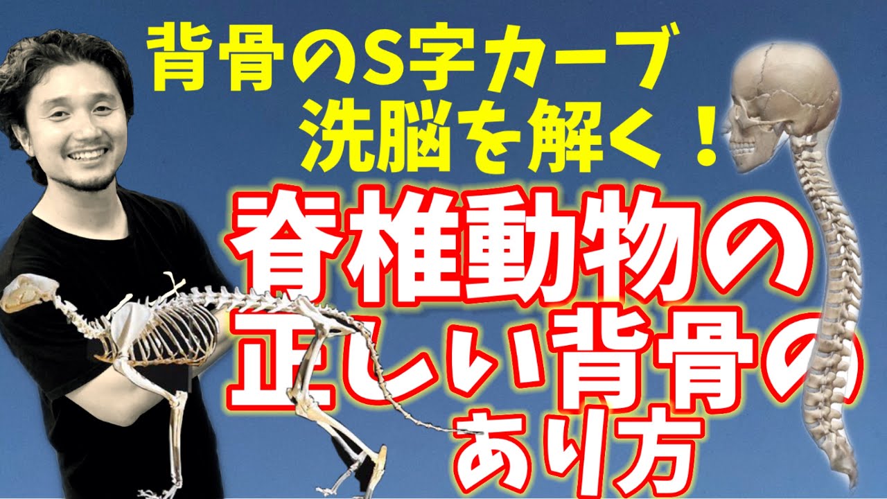 【背骨S字弯曲脱洗脳！】脊椎動物の正しい背骨のあり方とは？「腰痛無縁の背骨の使い方」
