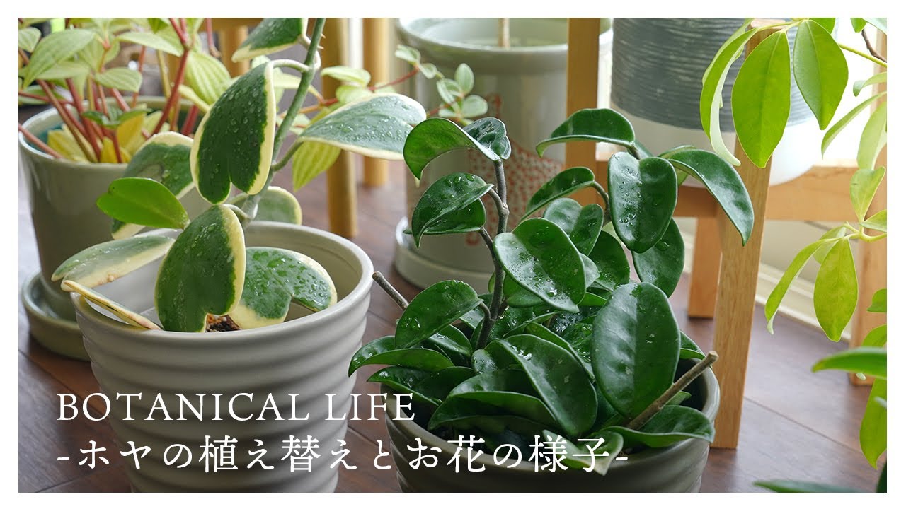 今年も咲いてくれました...！大好きなホヤの植え替え