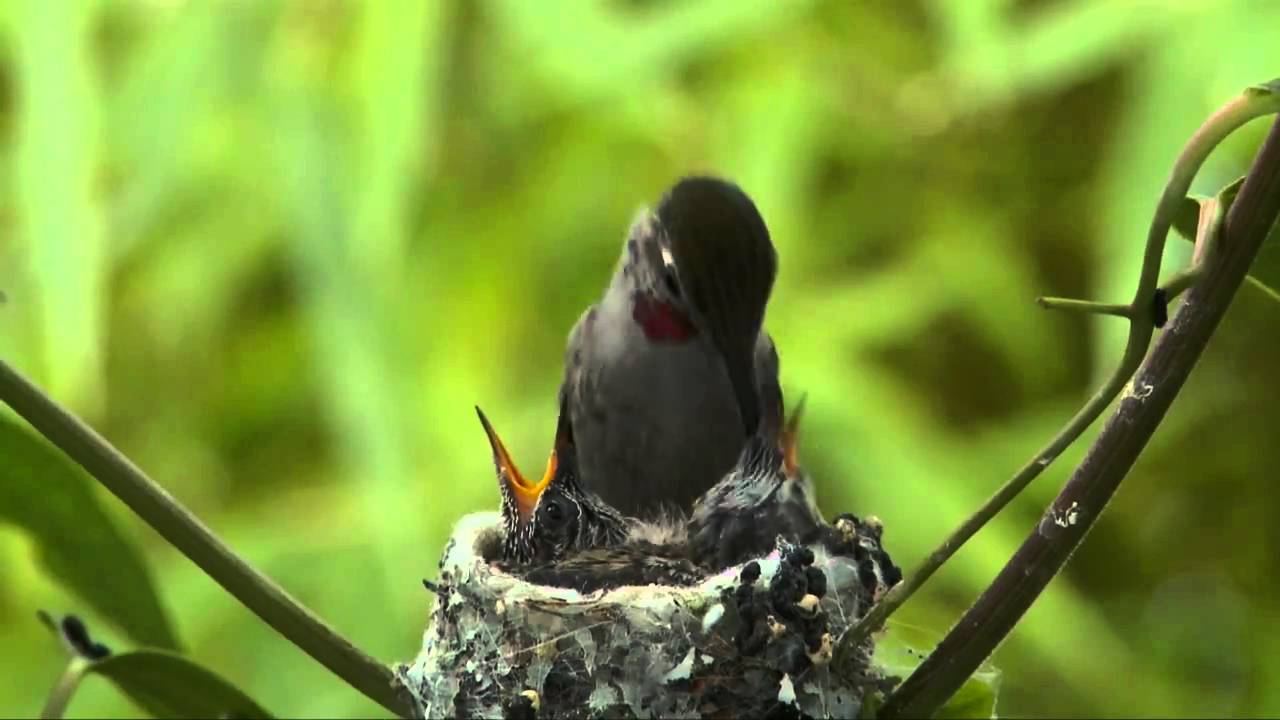 Hummingbird Feeding Chicks for 20 days.mp4