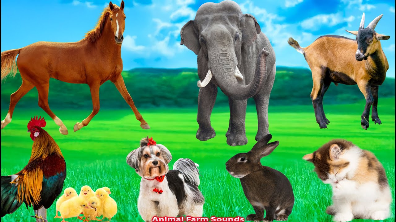 Cute Little Animals: Cat, Rabbit, Chicken, Elephant, Horse, Dog, Turtle, Goat - Animal Sounds