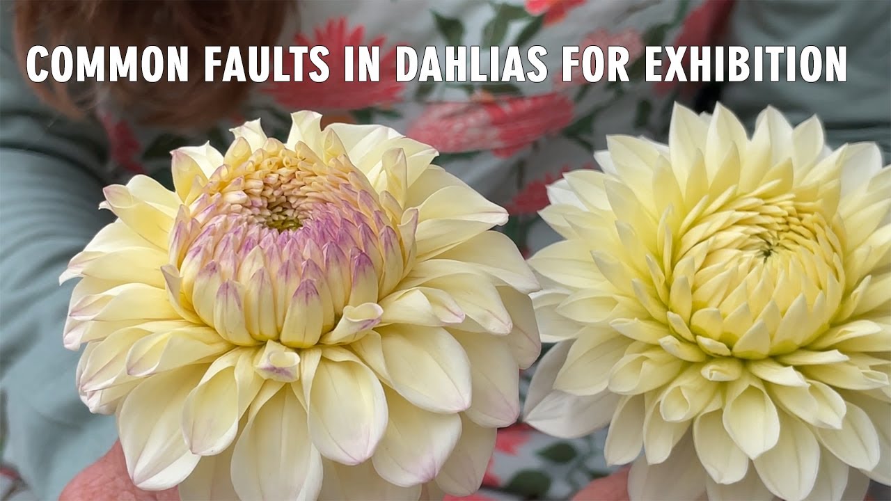 253. Discussing Common Form Faults in Dahlias for Exhibition, According to ADS Rules.