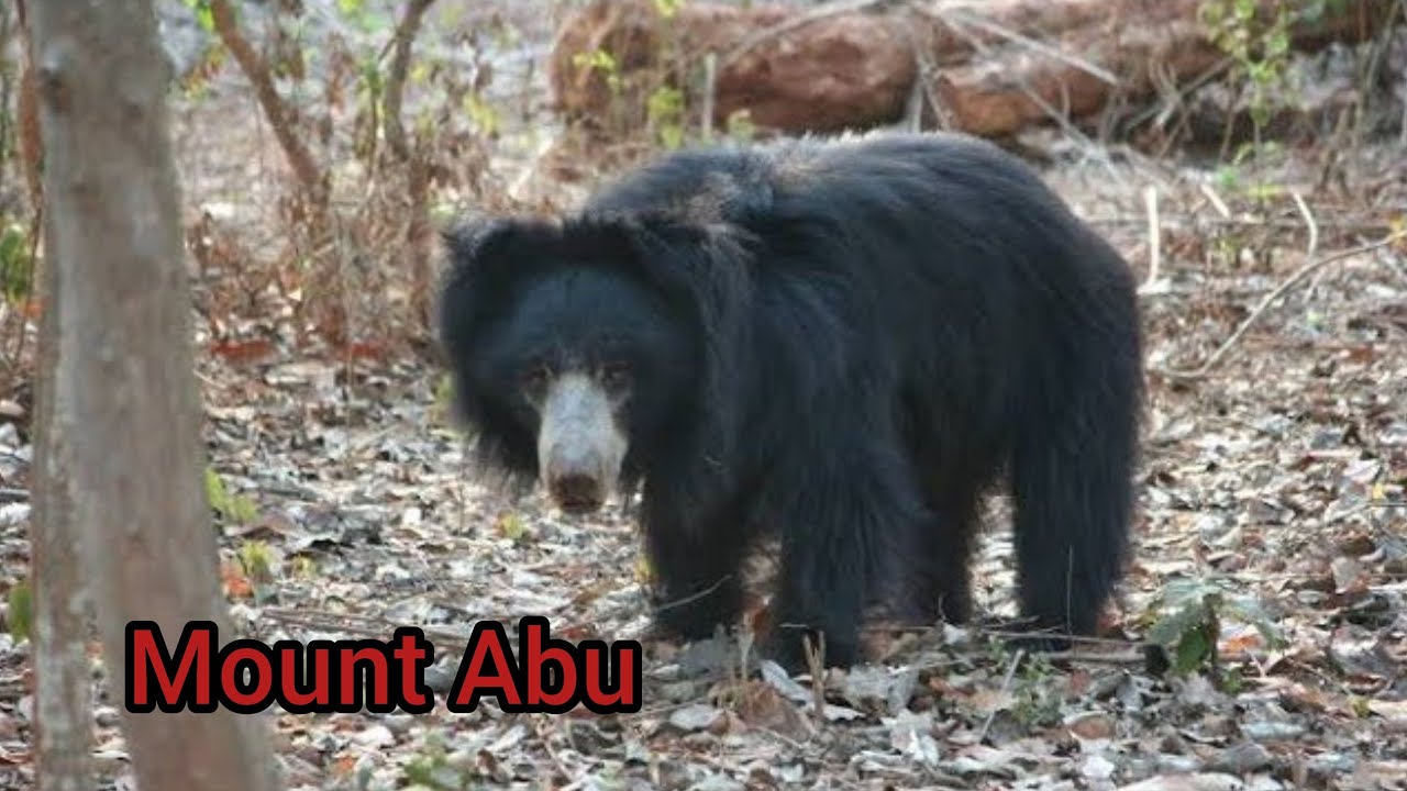 Face To Face With A Sloth Bear🐻 During Trek 😱// MOUNT ABU