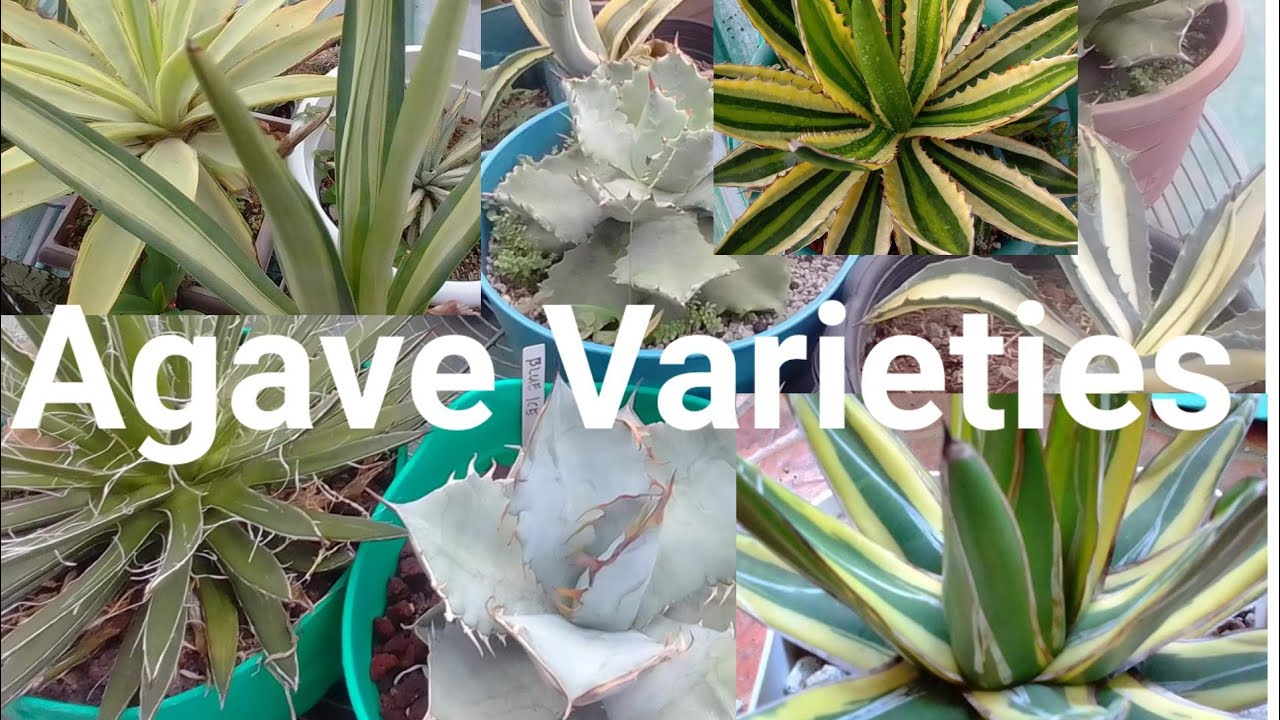 Agave Collection with Names|Anna Charitoo