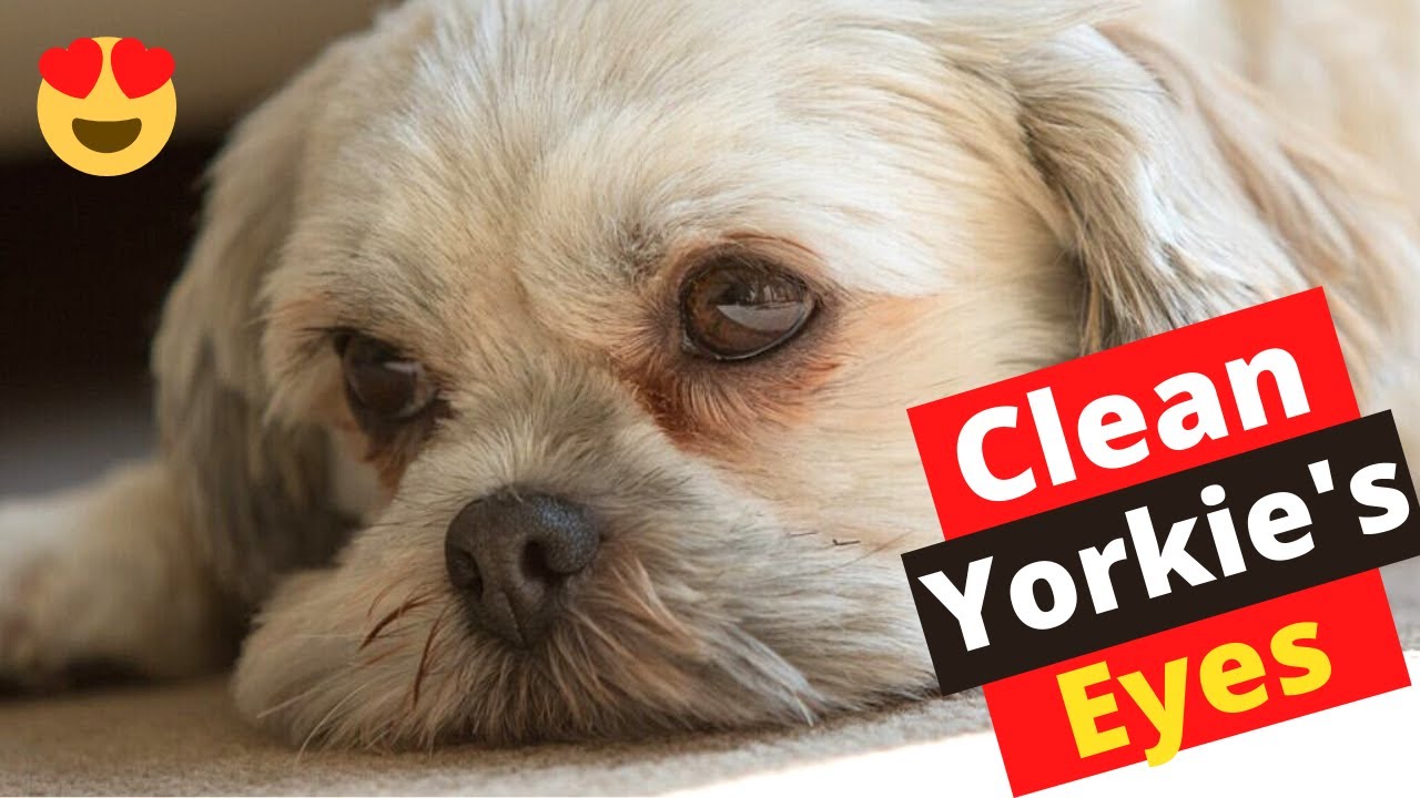 How to properly Clean Yorkie Eyes? [Step-by-Step]
