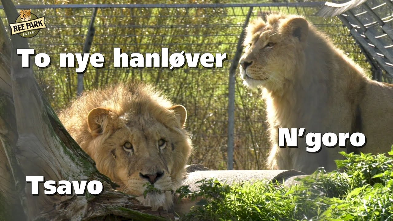 Nye hanløver