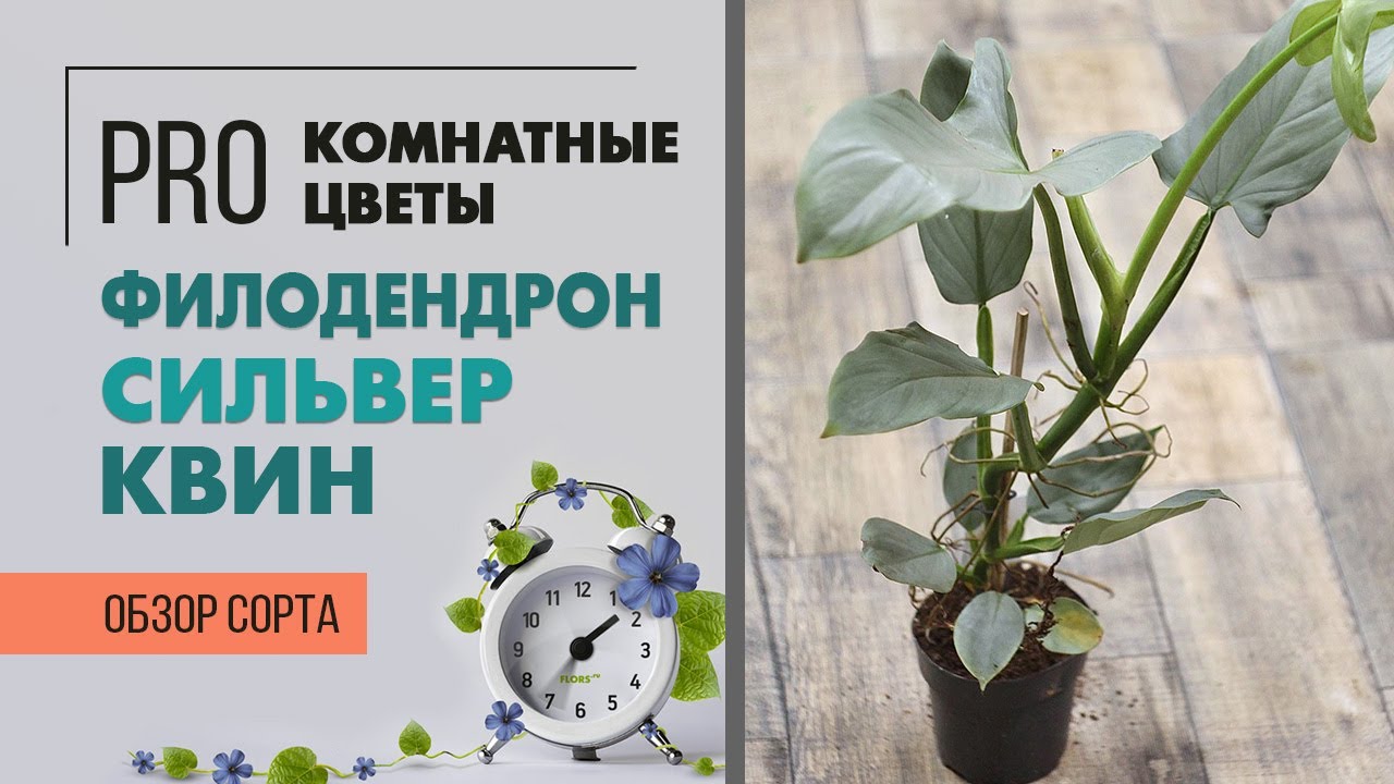 Филодендрон Сильвер Квин - поистине королевское растение | Как правильно ухаживать за филодендроном
