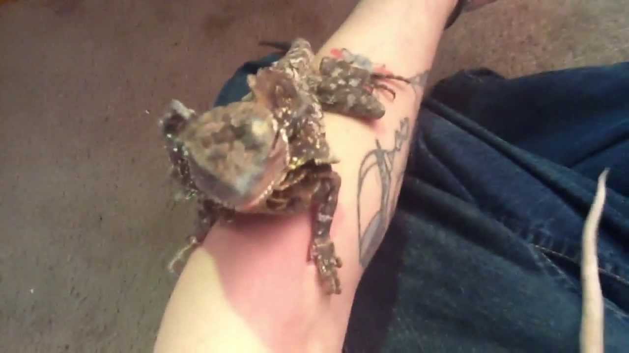 Bearded Dragon Comes When Called - Reptide Update