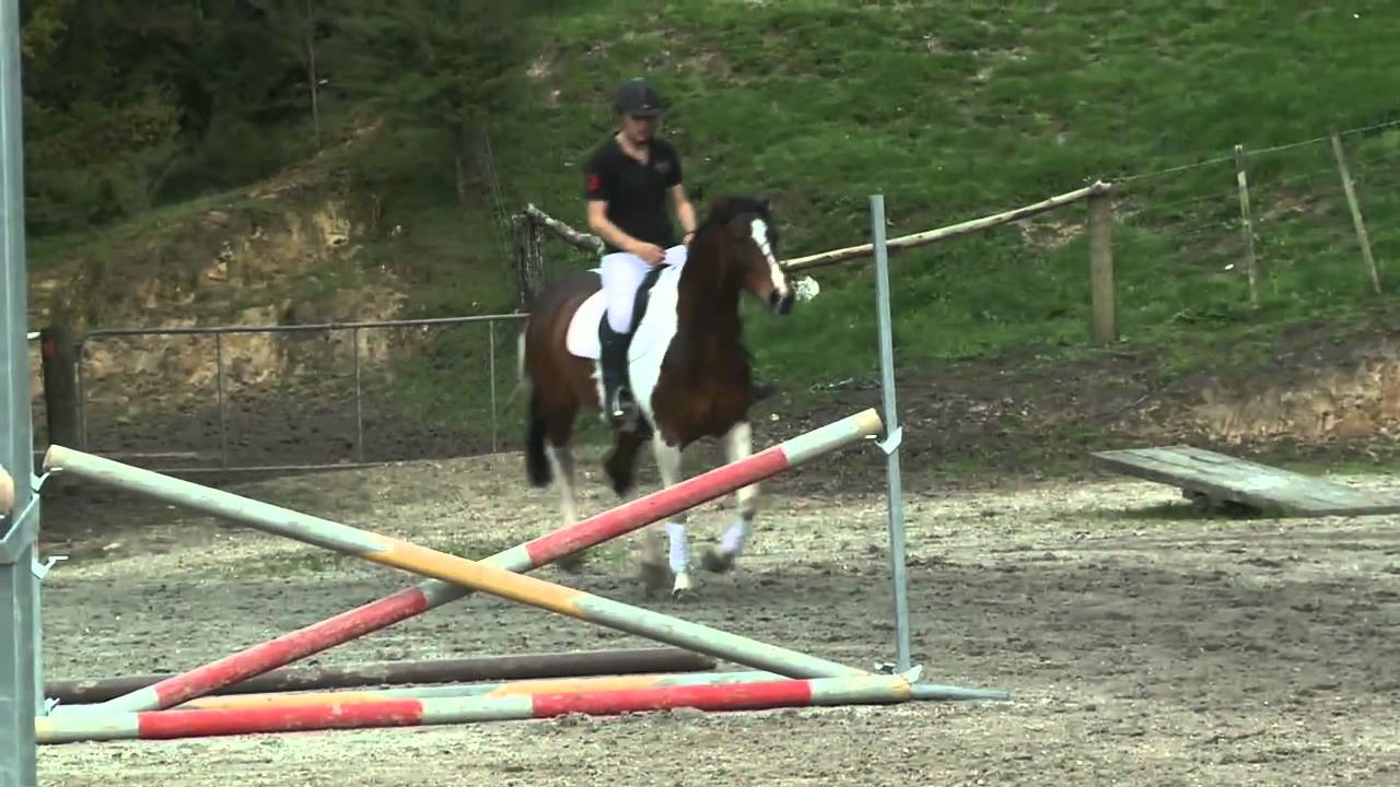 SHOWTYM VIKING: Bareback and Bridleless