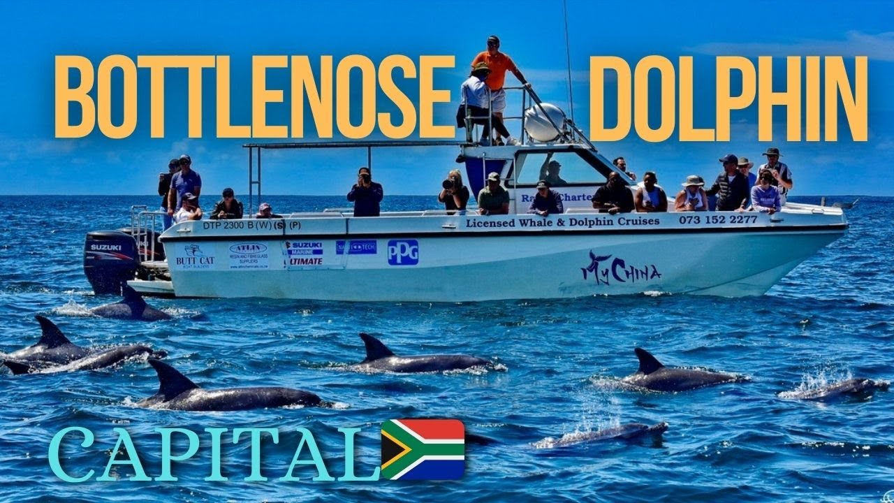A glimpse into Algoa Bay Bottlenose Dolphin capital
