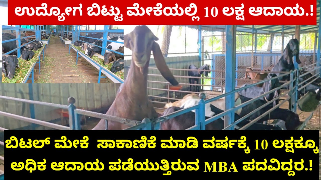  ಬಿಟಲ್ ಮೇಕೆ  ಸಾಕಾಣಿಕೆ ಮಾಡಿ ವರ್ಷಕ್ಕೆ 10 ಲಕ್ಷಕ್ಕೂ ಅಧಿಕ ಆದಾಯ ಪಡೆಯುತ್ತಿರುವ MBA ಪದವಿದ್ದರ.!