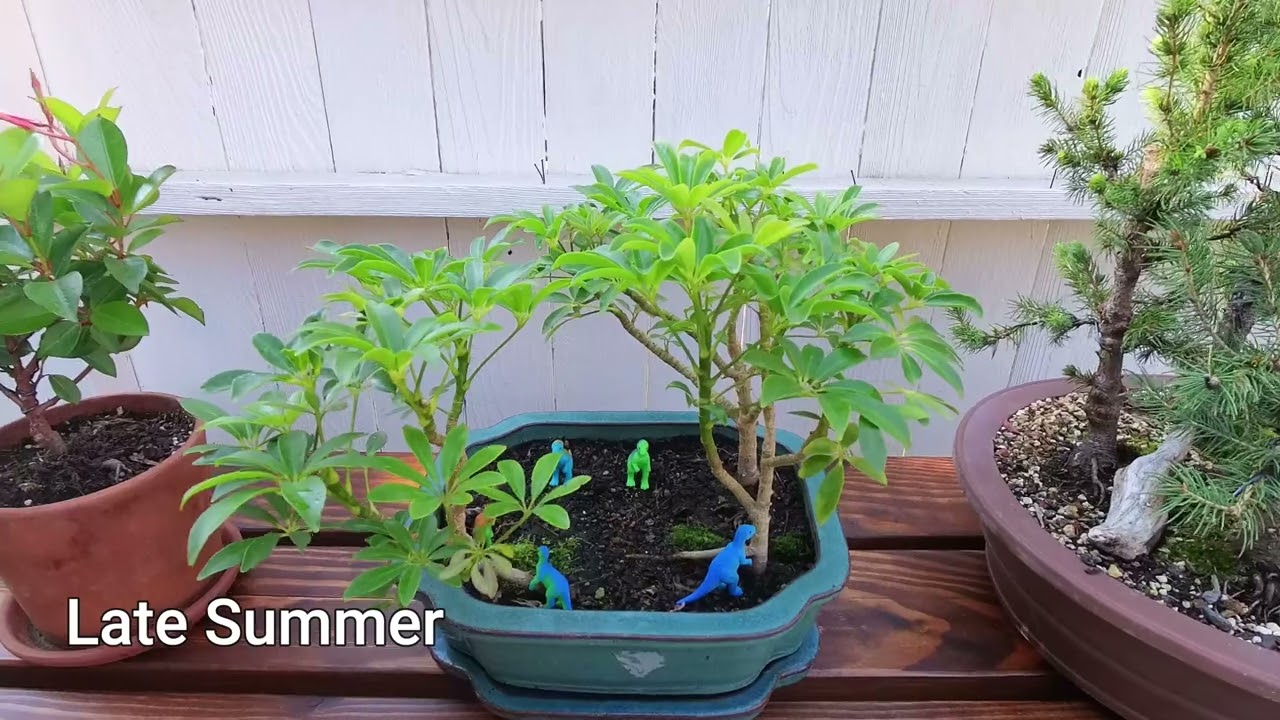 Hawaiian Umbrella Forest Bonsai Planting Update