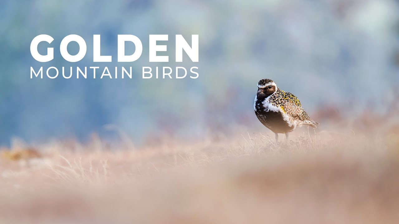 Summer Birding in Norway’s Wilderness – Golden Plover & Bluethroat Encounters | Nikon Z8 at 1120mm