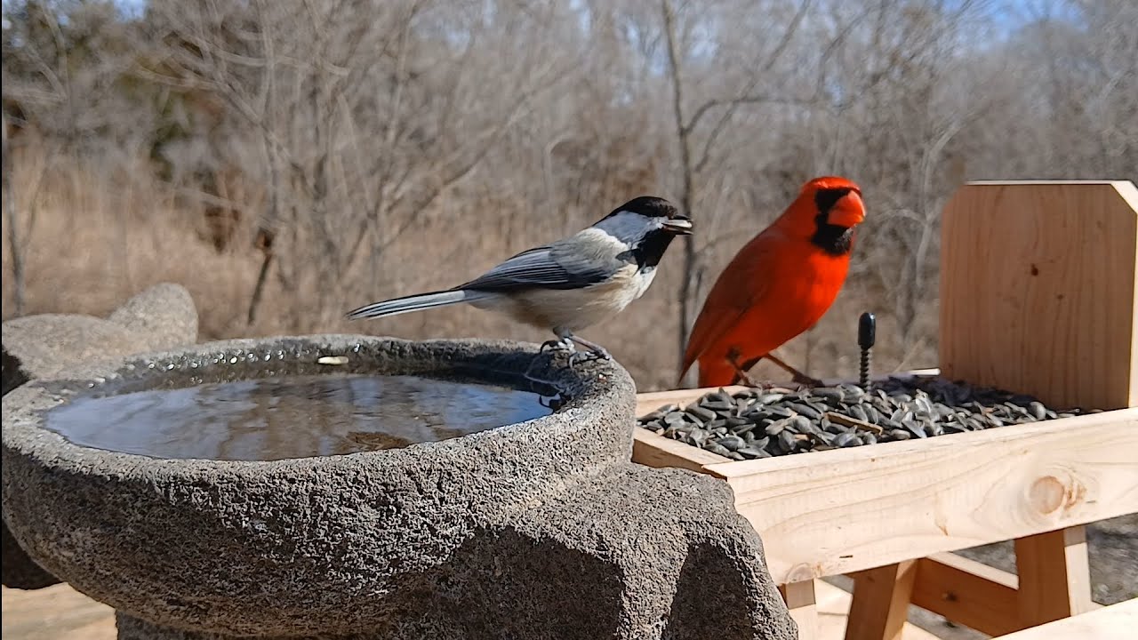 Relaxing nature ambience birds windy morning