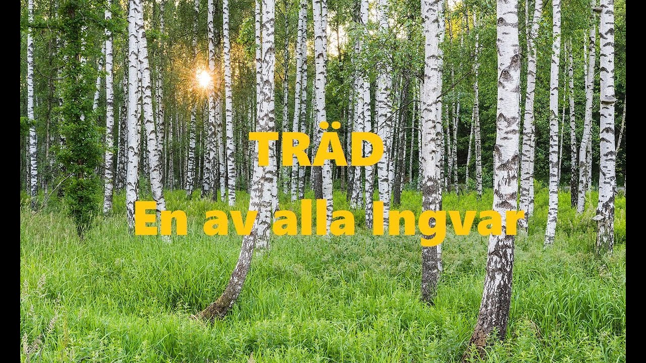 Träd - En av alla Ingvar