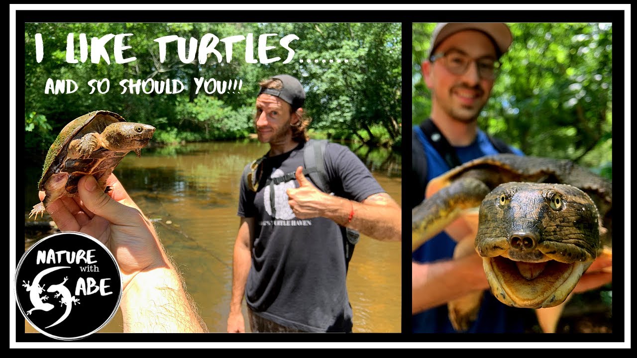 How to Find Turtles! with Greg's Turtle Haven