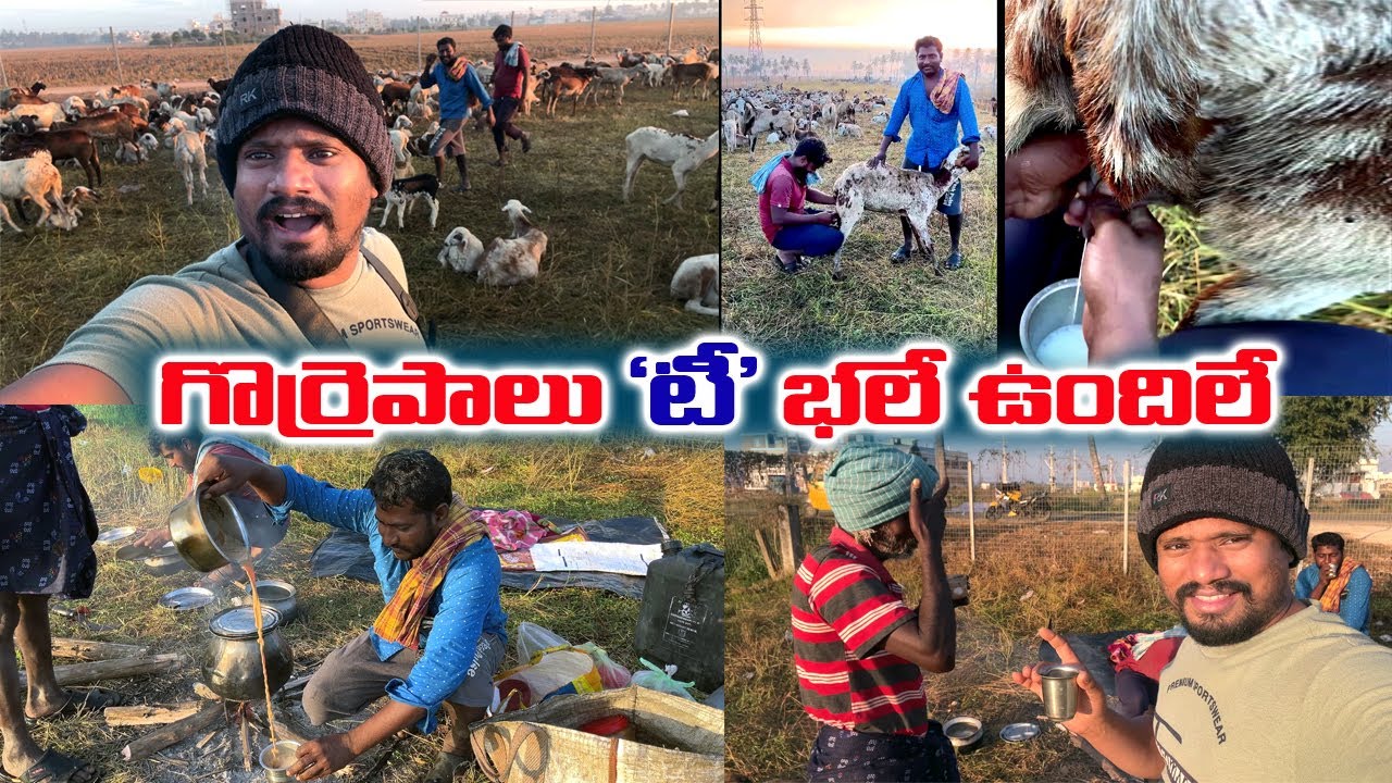 నేను ఫస్ట్  టైమ్  గొర్రె పాలు 'టీ ' తాగేను  చాలా  రుచిగా వుంది , మీలో ఎవరైనా  ఈ  ' టీ  ' తాగార ?