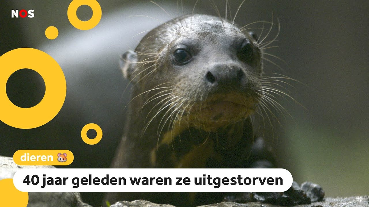 Het gaat goed met de otters in Nederland
