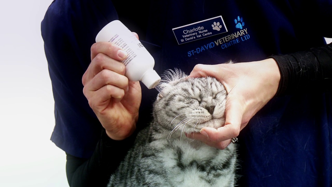 07 Cat   How to administer ear drops to your cat