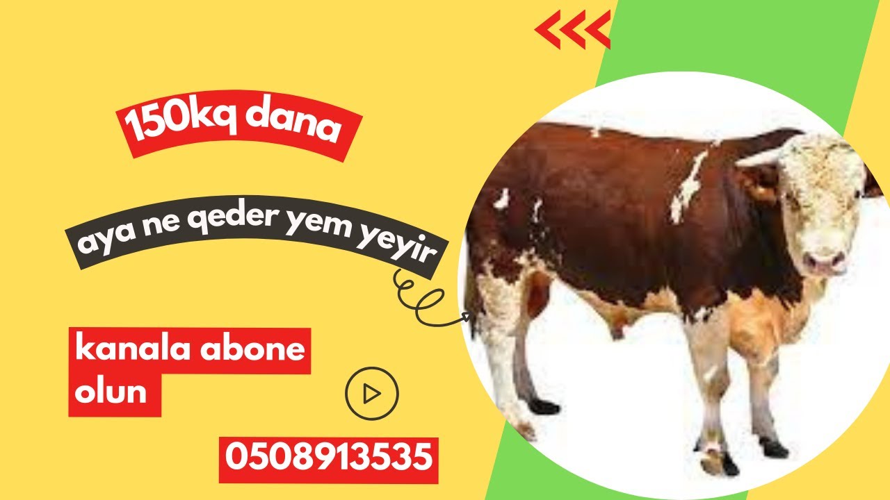 150 200 kq dana ne qeder yem yeyir 3aya (bordaq dana baxilma qaydasi)