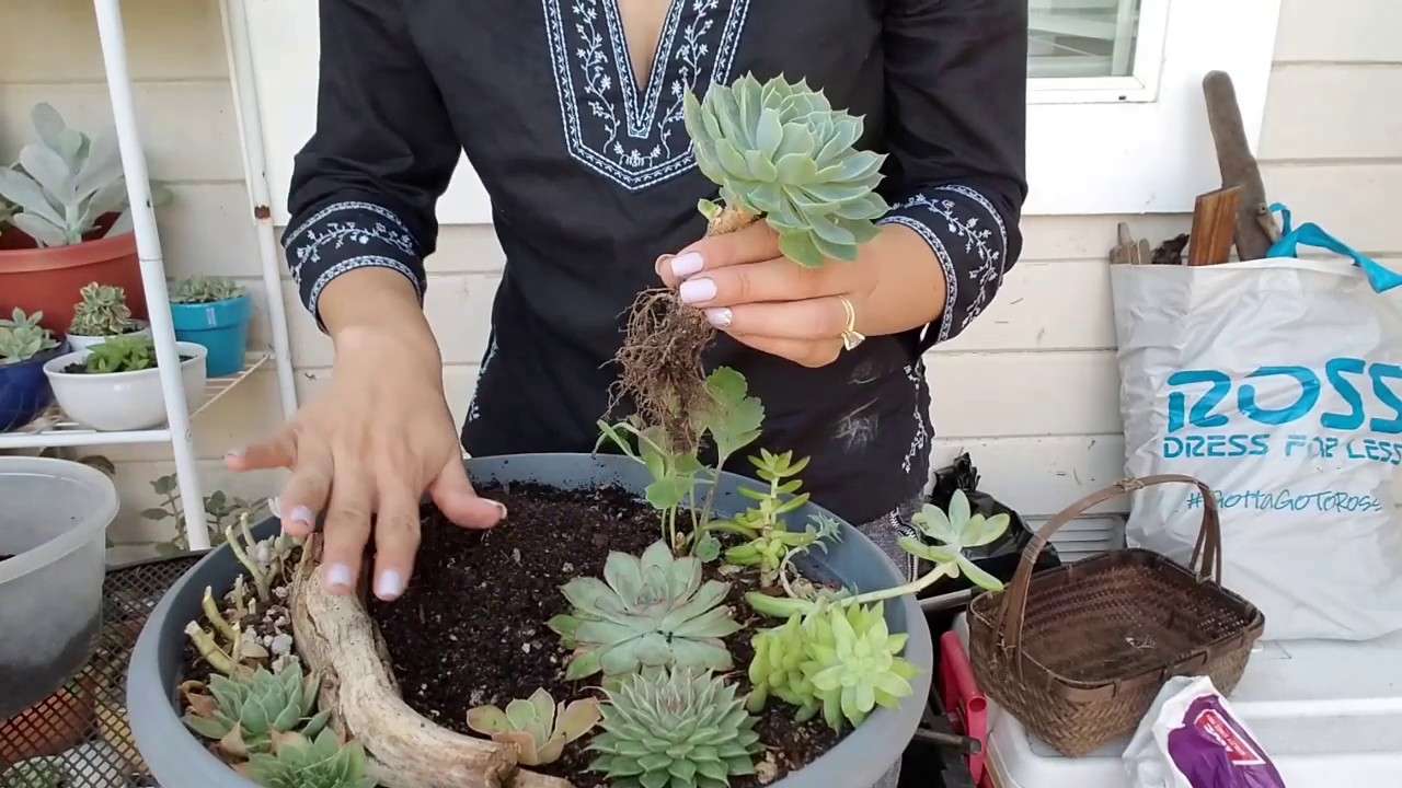 Plantando conmigo suculentas| nuevas macetas.